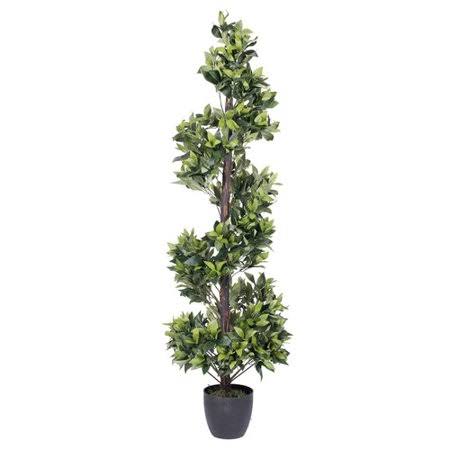 Darby Home Co Spiral Bay Tree in Pot P5_TMYPKXNW
