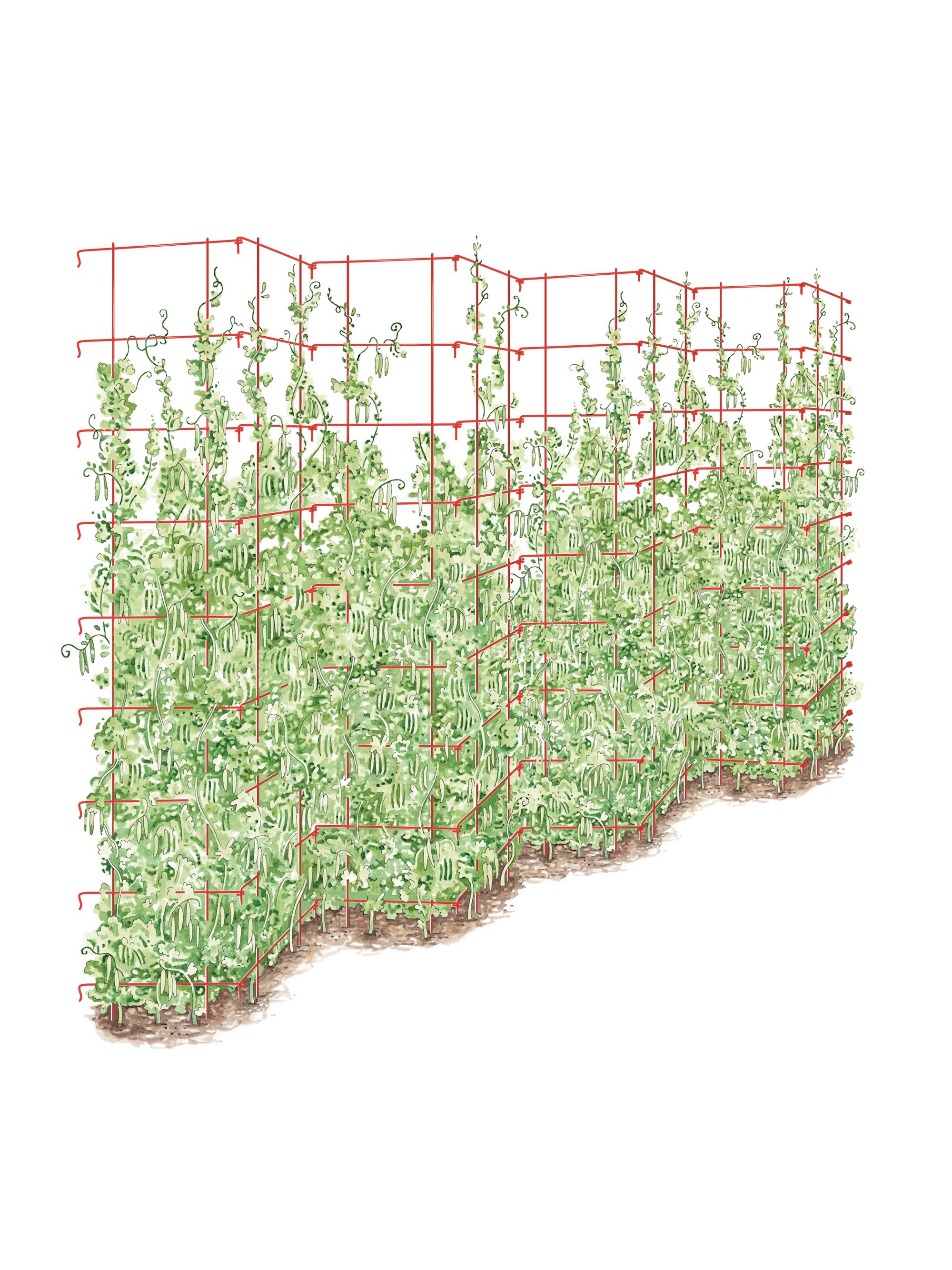 Tall Expandable Pea Trellis - Red - Gardener's Supply Company 5N_HJ1UEEKP