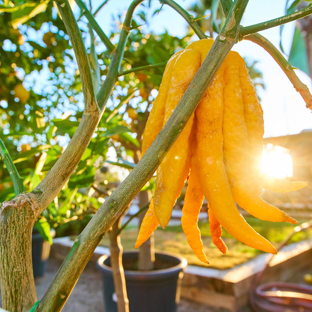 4-5 Ft. - Buddha's Hand Citron Tree - Uniquely Shaped Citrus Fruit For Unparalleled Pizazz, Outdoor TR_NQHJGMY1