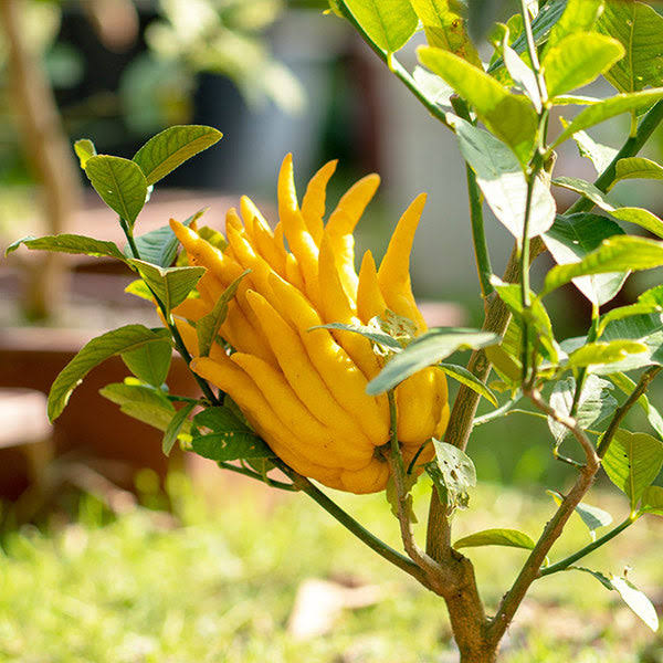 4-5 Ft. - Buddha's Hand Citron Tree - Uniquely Shaped Citrus Fruit For Unparalleled Pizazz, Outdoor TR_NQHJGMY1